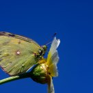Borboleta (Butterfly) Colias croceus